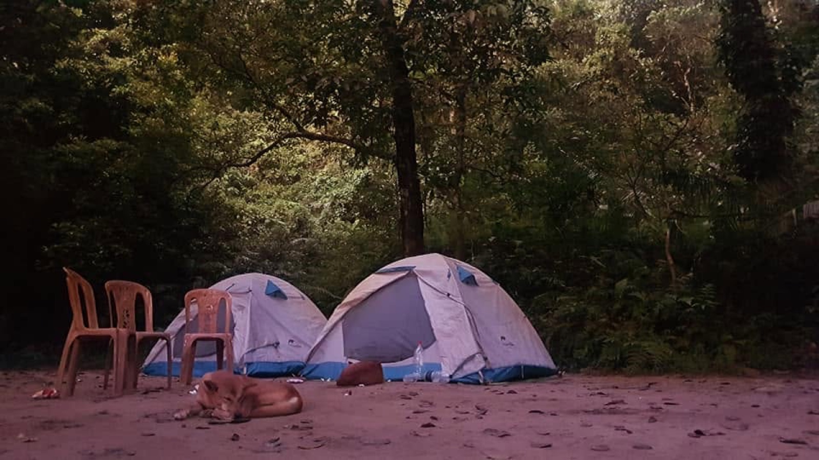 A campsite surrounded by forest