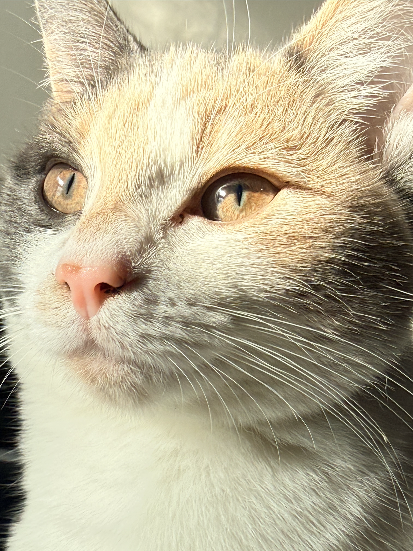 A close-up portrait of Coco the cat
